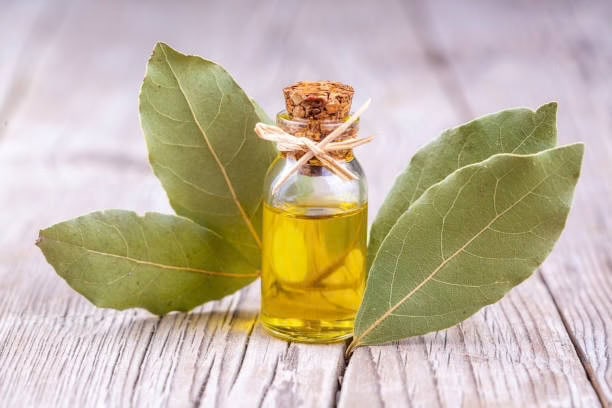 Bay leaves oil